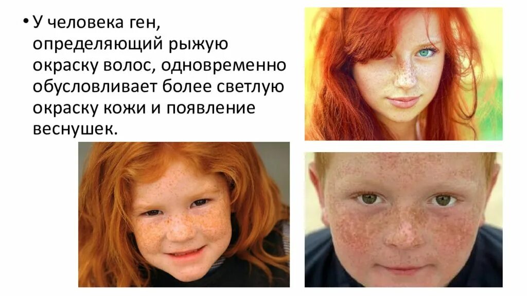 Гены рыжих людей. Сколько генами определяется цвет кожи человека. Сколькими генами определяется цвет кожи человека. Развитие взрослого организма. Цвет кожи коренного населения.