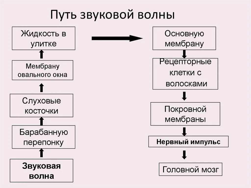 Схема прохождения звуковой волны. Схема прохождения звука через ухо. Путь прохождения звуковой волны. Схема передачи звуковых волн. Звуки это то что слышит ухо грамматические