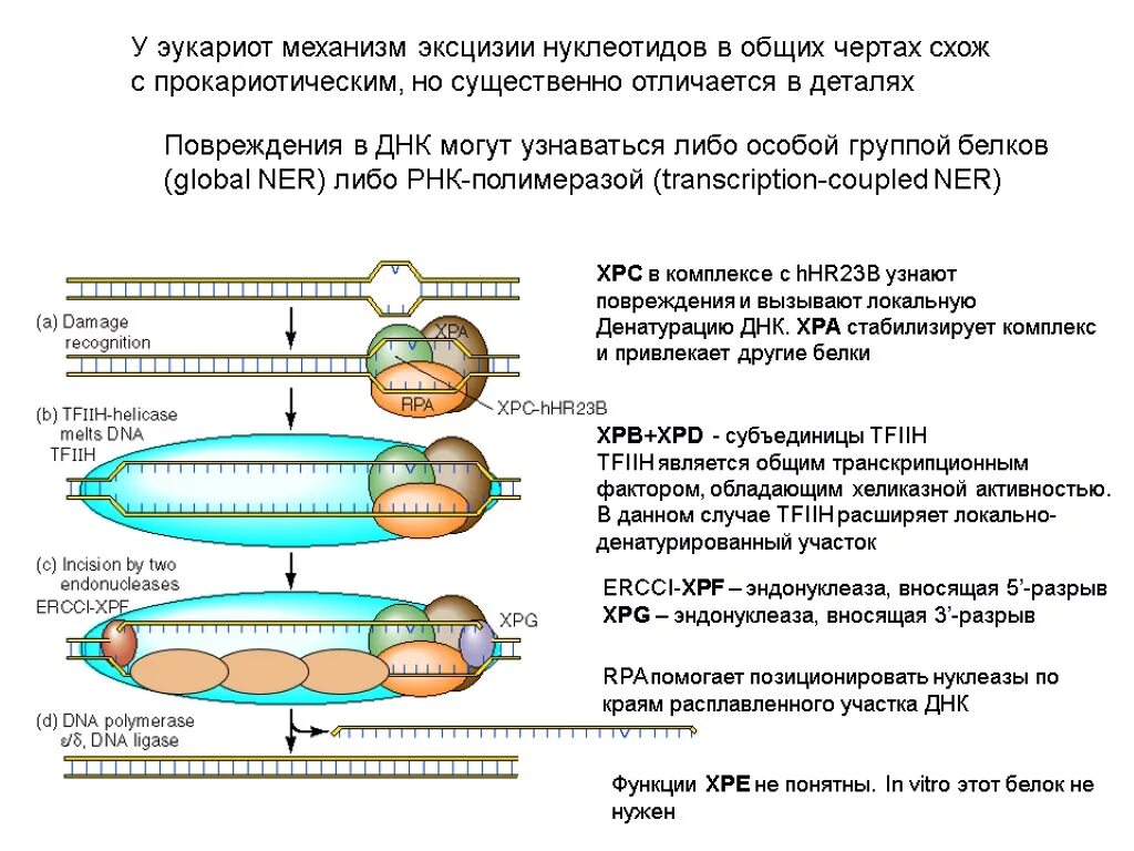 Транскрипция и репарация у эукариот. Комплекс фактор транскрипции и ДНК. Транскрипционные факторы. Нуклеазы механизм действия. Эукариоты наследственная информация