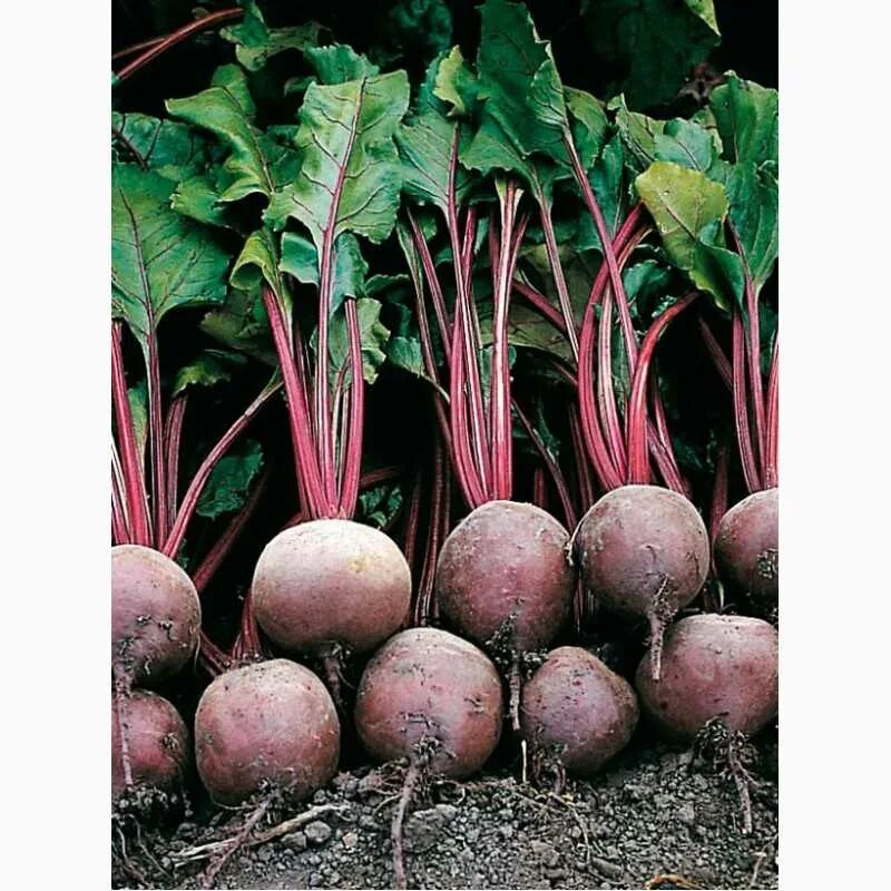 Семена. Семена свеклы столовой аэлита "бордо 237". Свекла "одноростковая". Свекла столовая бордо 237. Столовая свекла сорта бордо.