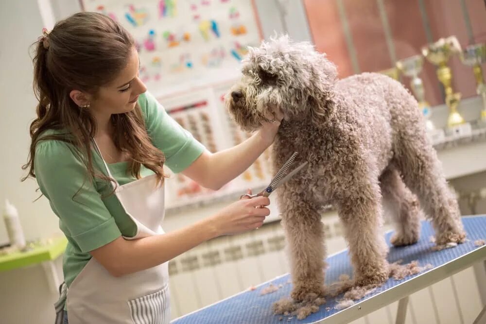 Pet груминг. Груминг животных. Стрижка собак. Стрижка собак и кошек. Груминг стрижка животных.