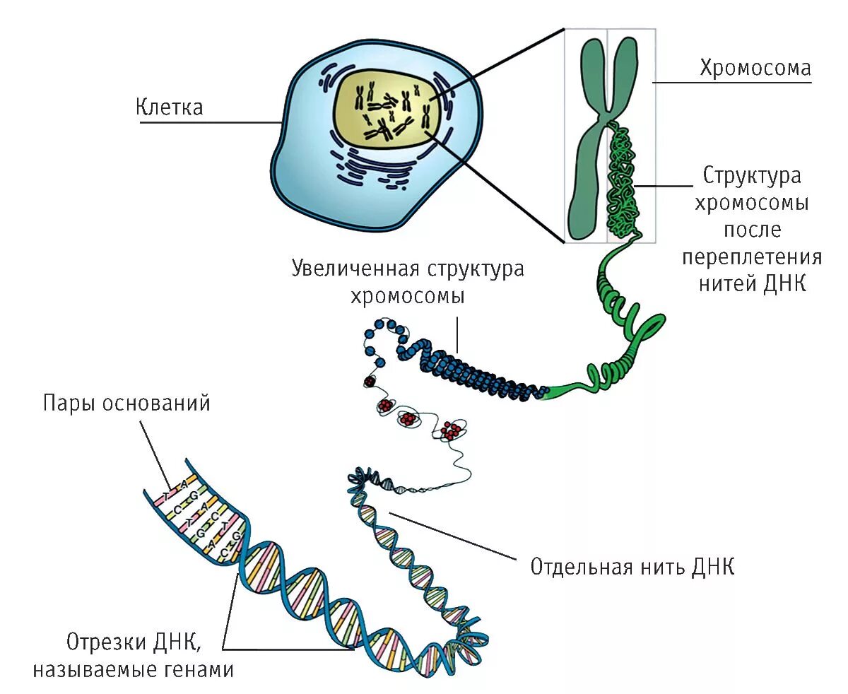 Геном называют. ДНК хромосомы гены схема. Ген ДНК хромосома строение. Хромосома ДНК ген схема. Гены. Хромосомы. Строение хромосом.