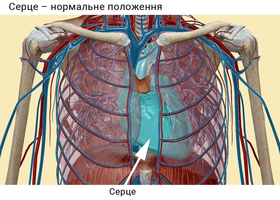 Вертикальная позиция сердца. Горизонтальное расположение сердца. Сердце лежит горизонтально. Сердце горизонтально.