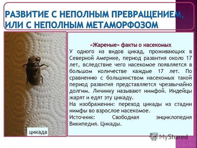 цикл развития насекомых с неполным превращением. схема развития насекомых с неполным превращением. сверчок полное или неполное превращение. сверчок полное превращение. сверчок полное или неполное превращение.