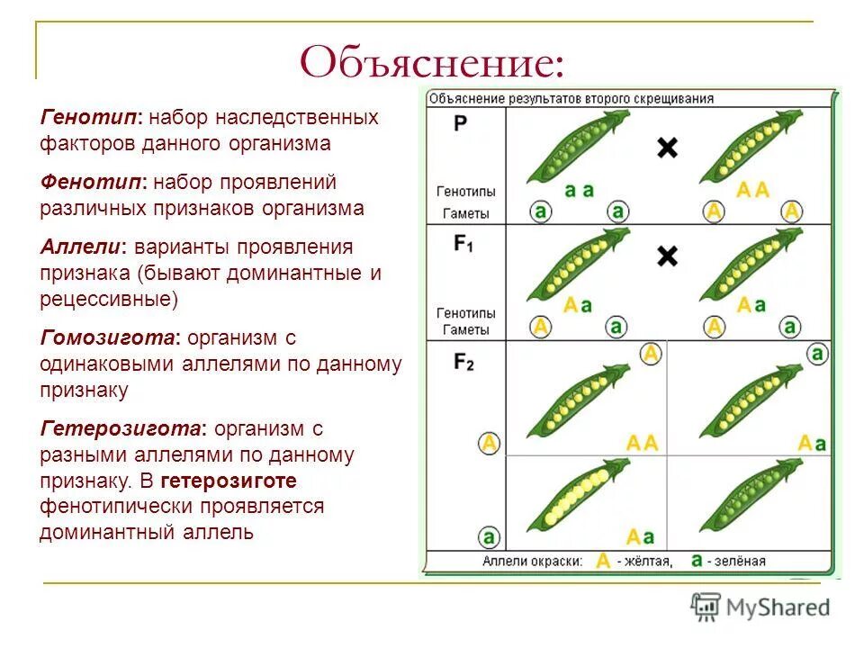 Генотип с с в гомозиготной форме. Генетика гомозиготность и гетерозиготность. Гомозигота и гетерозигота это. Гомозиготный генотип. Гомозиготы и гетерозиготы примеры.