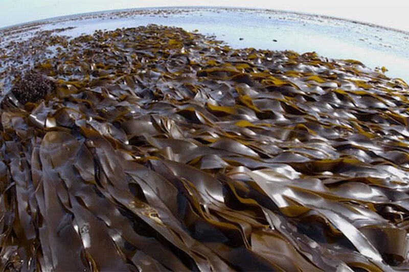 Морские водоросли ламинария. Бурые водоросли ламинария. Бурые водоросли ламинария морская капуста. Морская капуста ламинария в море.