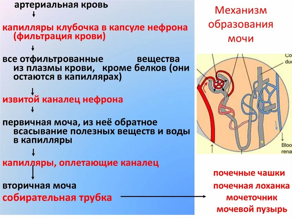 Механизм образования первичной мочи схема. Последовательность образования мочи. Этапы образования мочи схема. Образование мочи происходит.