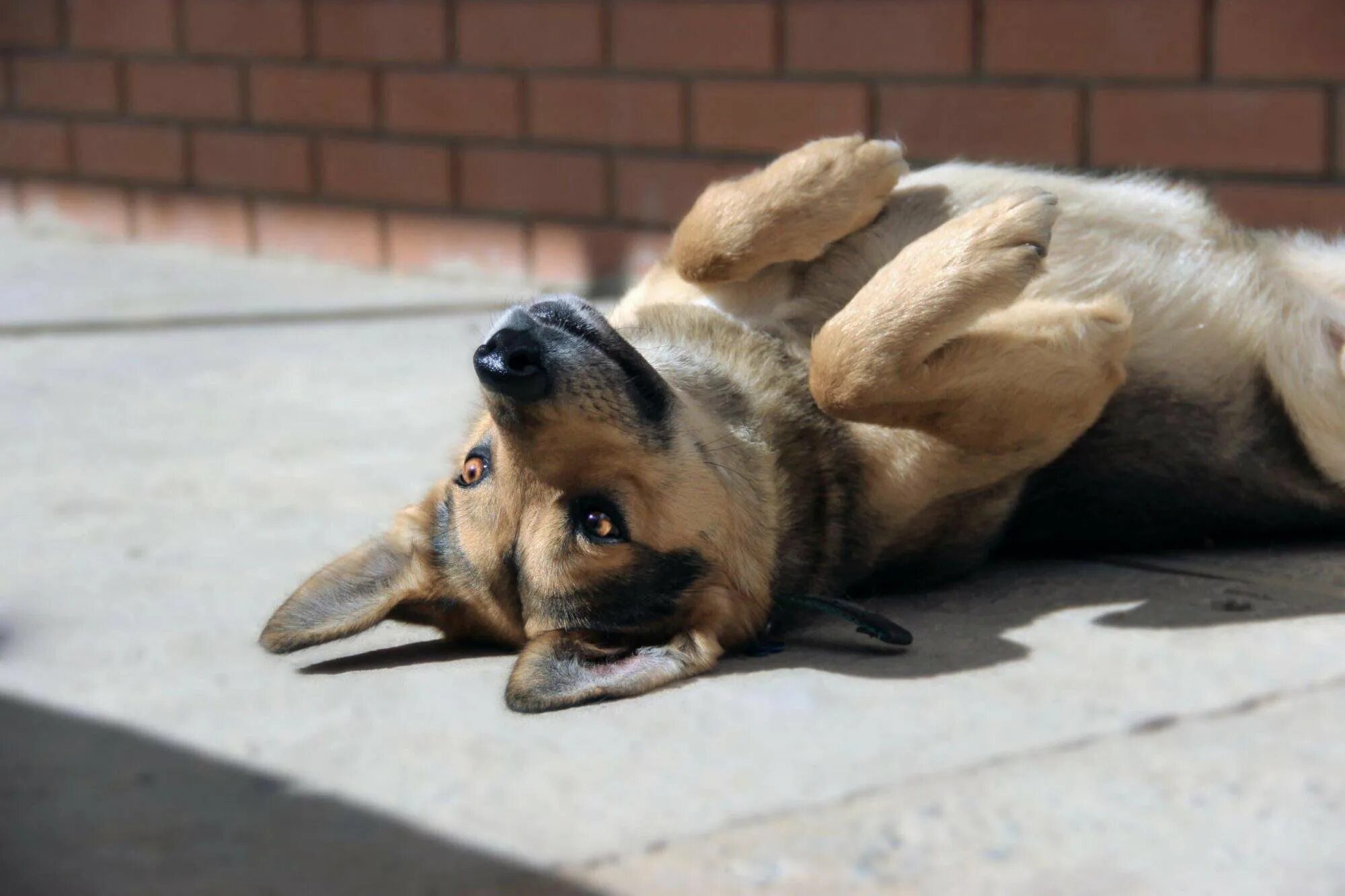 Simple shib собачка. Пес бублик. Щенок бублик крючком. Бублик собака бублик. Пес крендель.