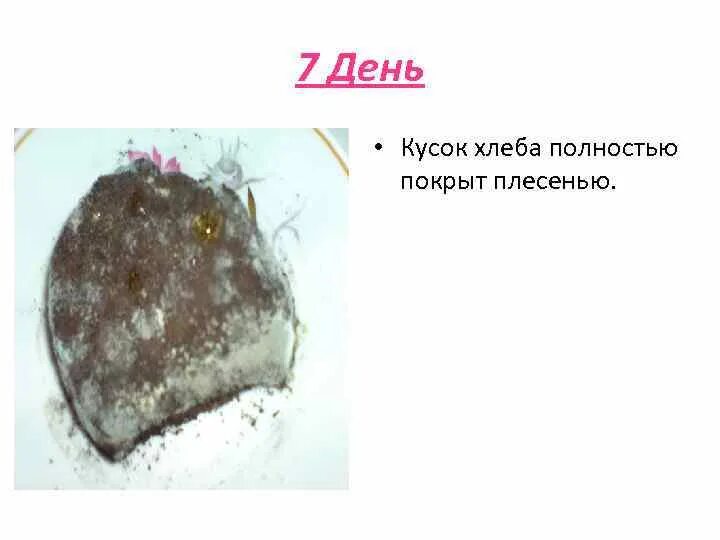 Как быстрее вырастить плесень на хлебе. Плесень на хлебе.