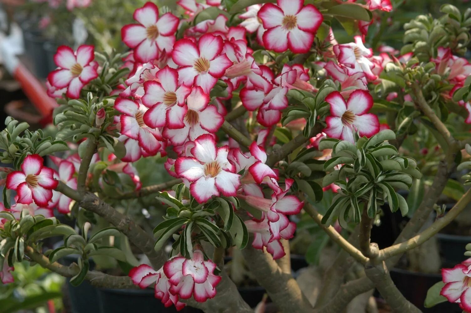 Адениум обесум выращивание. Адениум. adenium obesum. адениум растение. адениум обесум.
