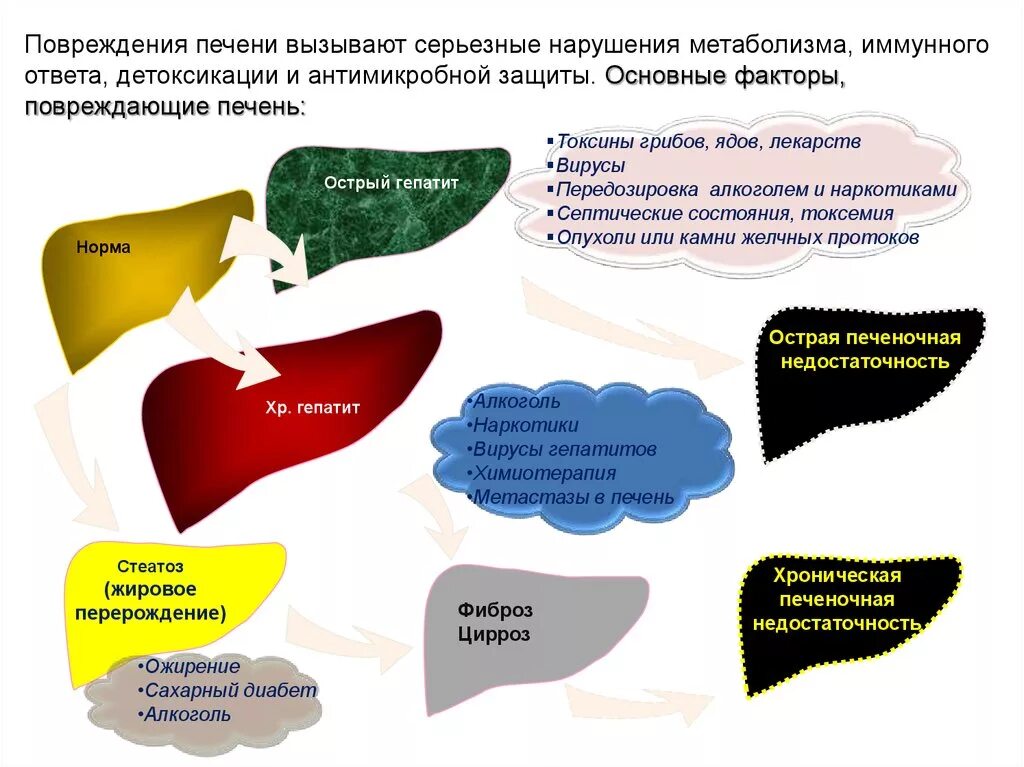 Факторы повреждающие печень. Факторы повреждения печени. Факторы влияющие на печень.