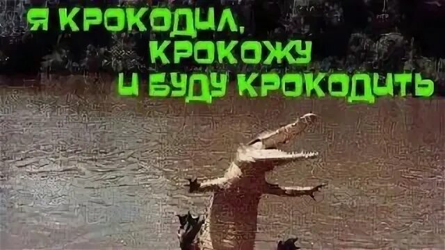 Песня крокожу и буду крокодить слушать. Я крокодил крокожу и буду крокодить. я крокодил крокожу и буду крокодить мем. танец я крокодил крокожу и буду крокодить. я крокодил крокожу и буду крокодить макгрегор.
