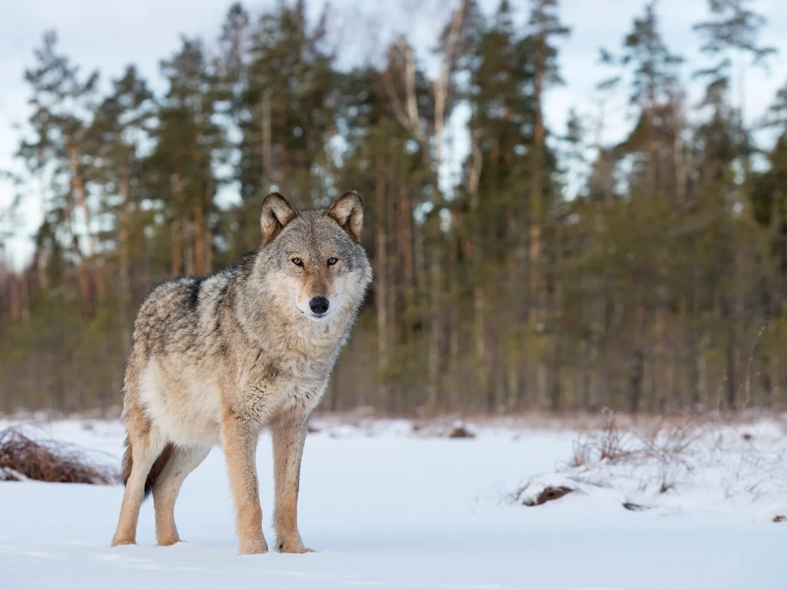 Северный Якутский Таежный волк. Сибирский волк. Волк в тайге. Серый волк в тайге.