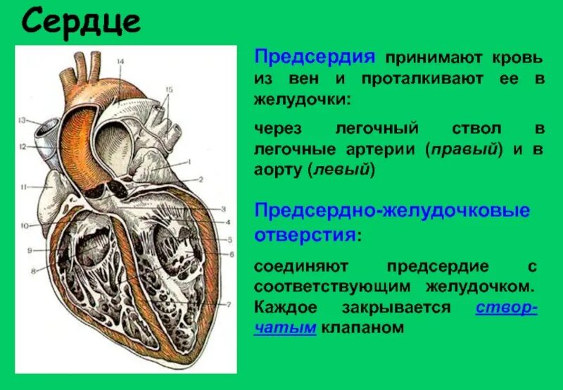 Левому предсердию соответствует