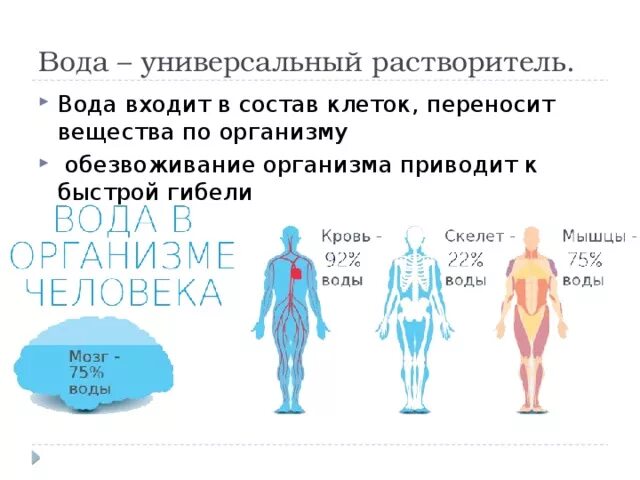 Запас воды в организме. Вода в организме. Избыток воды в организме. Распределение воды в организме человека. Потеря воды в организме человека.