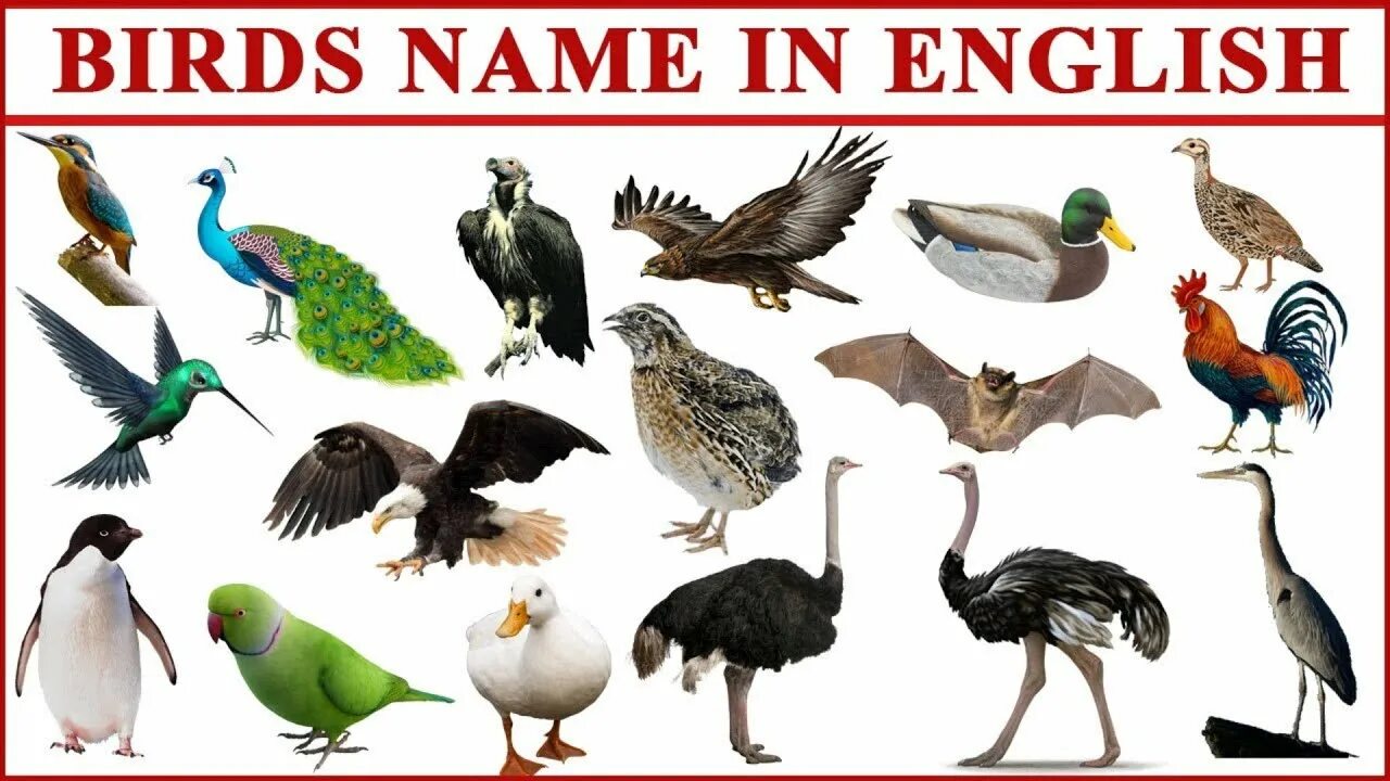 Разбор имени птица. Birds names. All Birds names. Types of Birds. Birds in English.