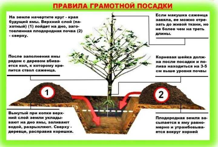 На каком расстоянии сажать вишню друг. Расстояние при посадке яблонь между деревьями. Посадка плодовых деревьев расстояние между деревьями. Посадка деревьев расстояние между деревьями. Посадка груш расстояние между деревьями.