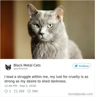 Коте 29