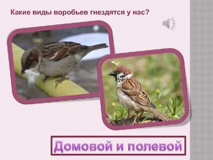 Роды воробья