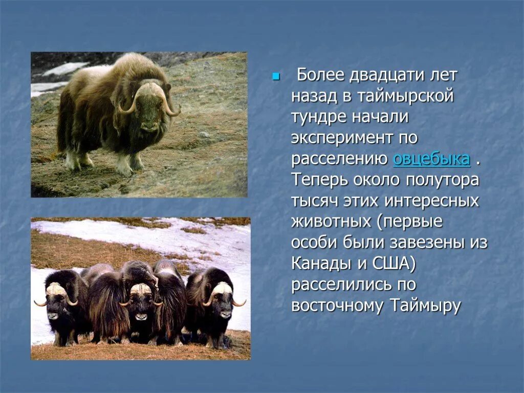 Овцебык в какой природной зоне. Таймырский заповедник овцебык. Проект Таймырский заповедник 4 класс окружающий мир. Таймырский заповедник животные овцебык. Овцебык обитает в Таймырском заповеднике.