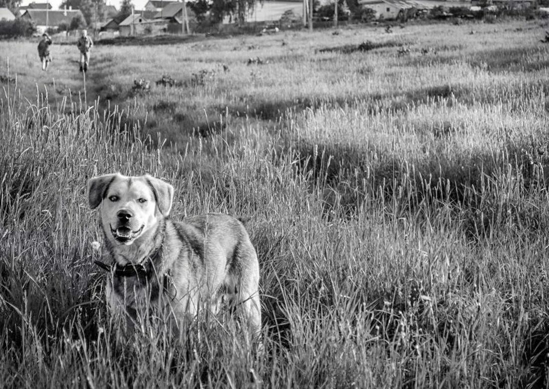 Dog village. Собака в деревне. Собака в деревне фото. Собака во дворе. Фотосессия собаки в деревне.