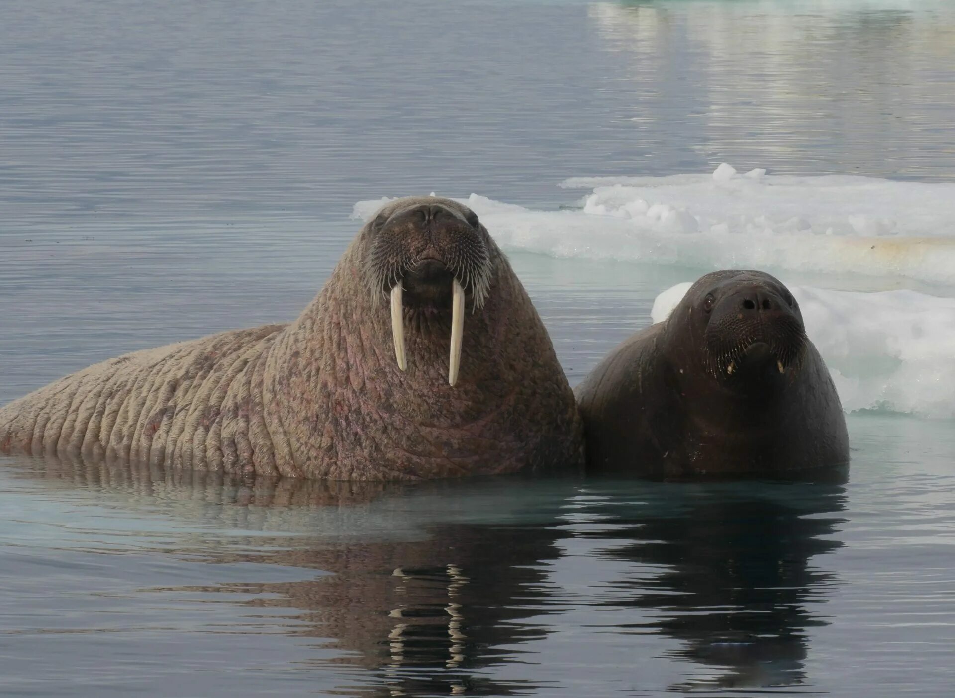 Звук моржа. Walrus. Aerial Walrus. Walrus Pride фото.