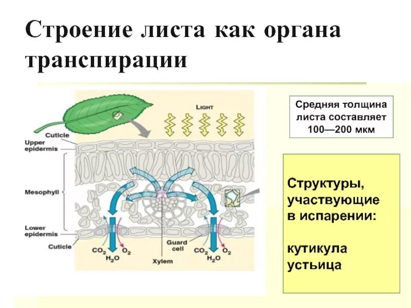 Устьица транспирация. Транспирация устьица. Лист участвует в транспирации. Структура листа. Устьичная и кутикулярная транспирация.