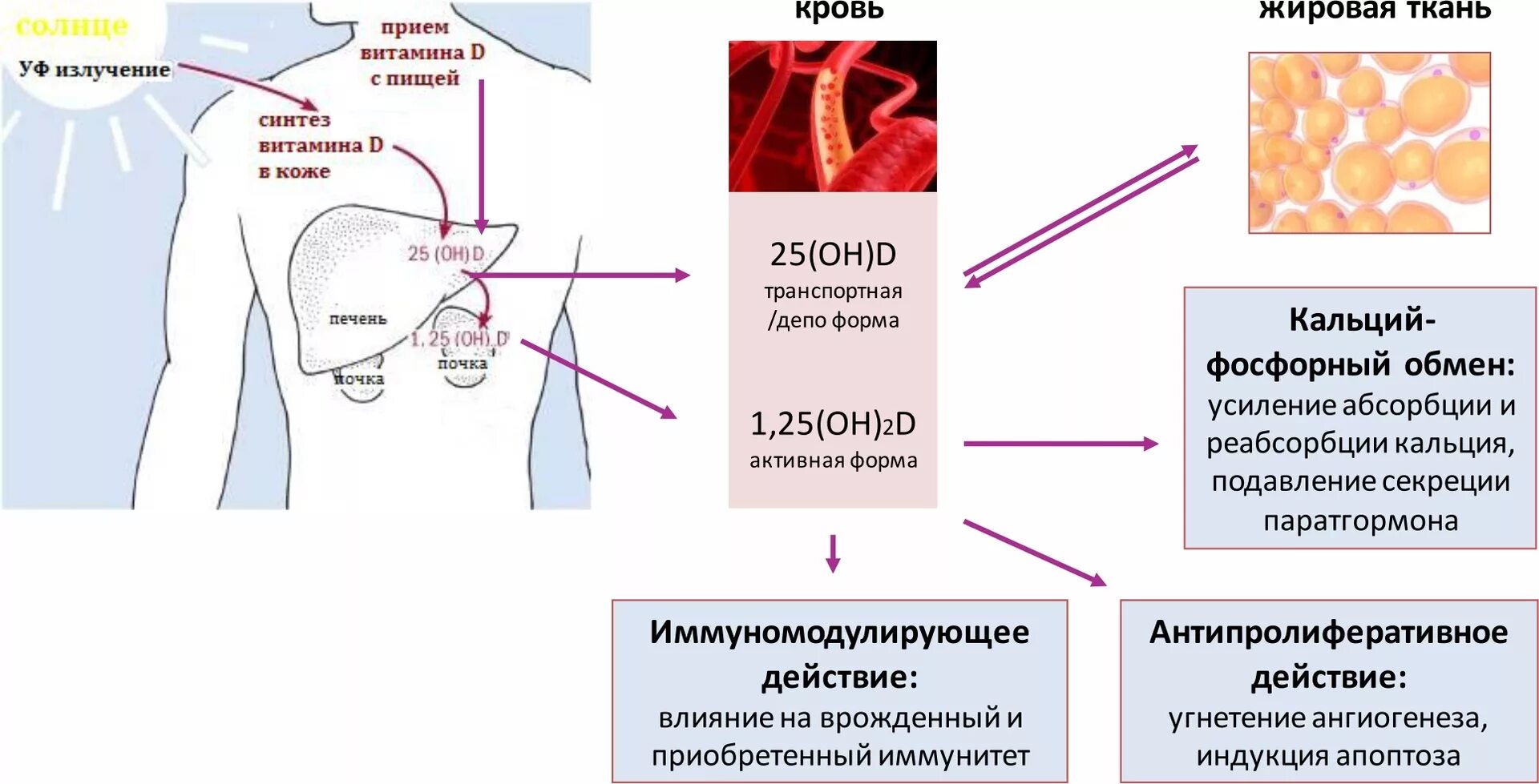 Почему не вырабатывается витамин д. Метаболизм витамина д в организме схема. активация витамина д в организме происходит. метаболизм витамина д схема. синтез витамина д в организме человека.