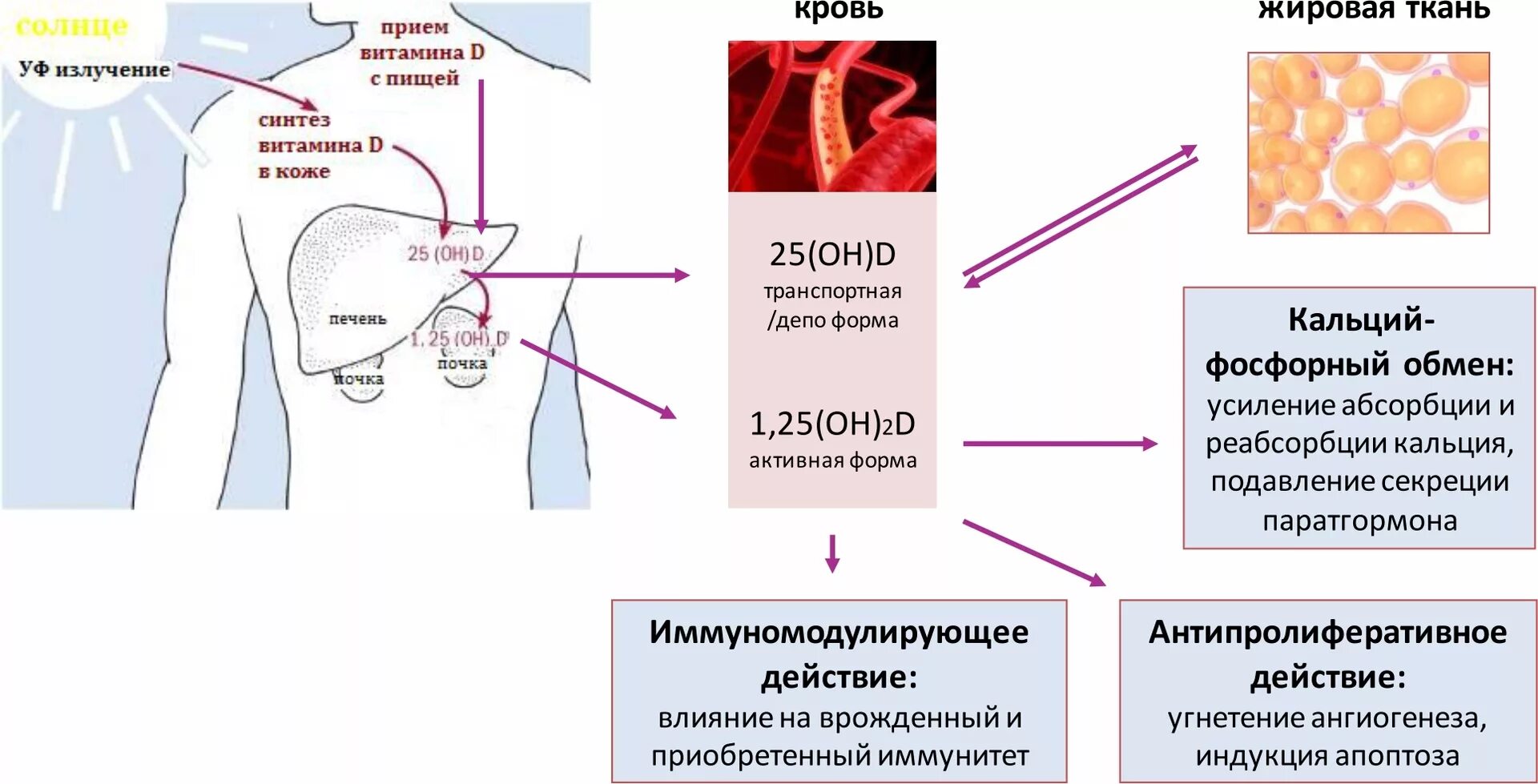 Где происходит синтез витаминов. Метаболизм витамина д в организме схема. Активация витамина д в организме происходит. Схема метаболизма витамина д. Синтез витамина д в организме человека.