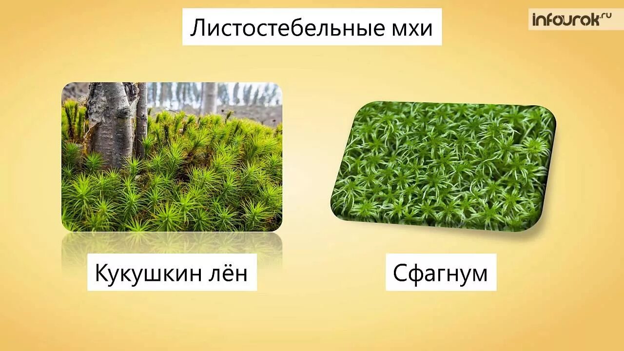 Мхи названия. Виды мхов. Мхи биология. Мхи названия растений. Примеры группы мхи