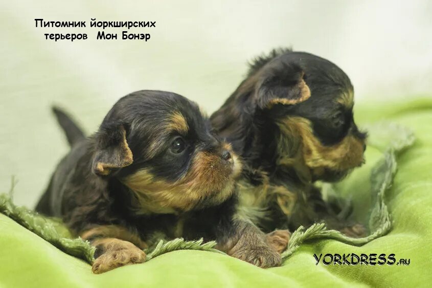 йоркширский терьер хабаровск. йоркширский терьер мини мия. карликовый йоркширский терьер. йоркипуфи мини. тор терьер йоркширский.