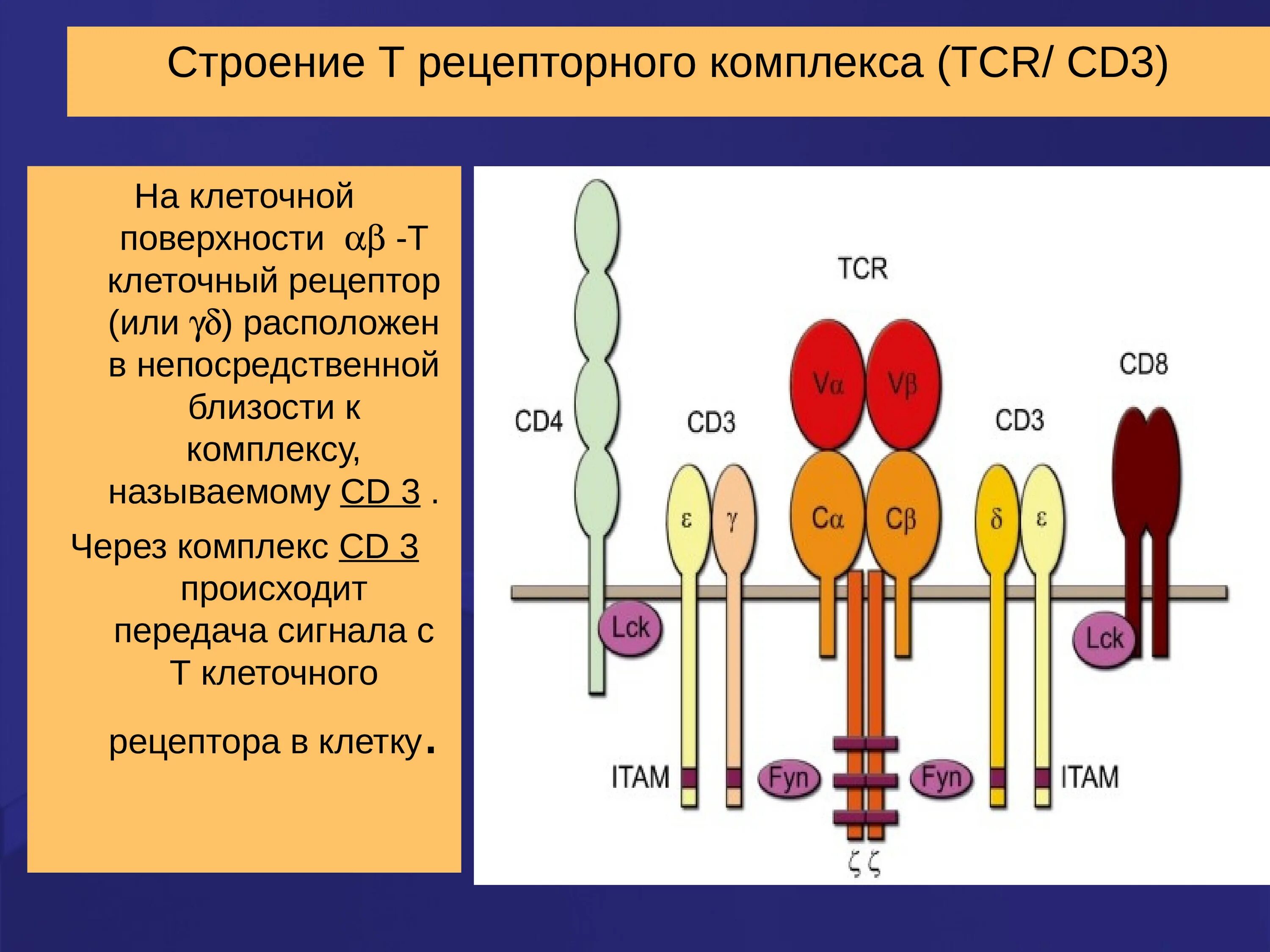 Структура и функционирование т-клеточного рецептора. Структура т клеточного рецептора. Структура и функционирование т-клеточного рецептора (TCR). Т клеточный Рецептор иммунология.
