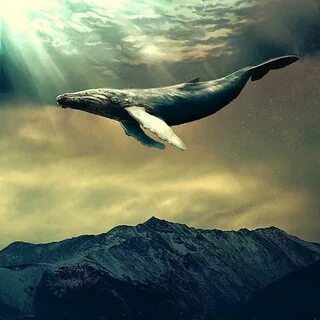 По небу плывет кит