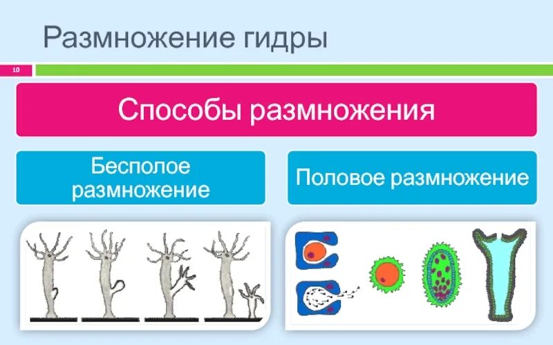 Пресноводная гидра размножается. Размножение гидры пресноводной. Бесполое размножение гидры. Половое и бесполое размножение гидры. Размножение гидрыидры.