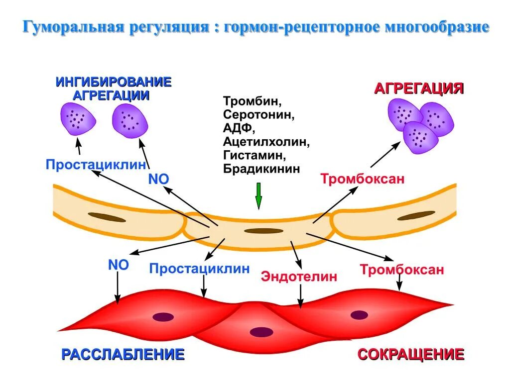 Гуморальная регуляция клеток. Нейрогуморальная регуляция физиология. гуморальная регуляция физиология. эндотелин i и тромбоксан а2. тромбоксан функции.