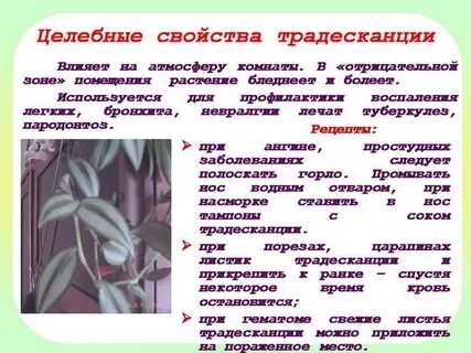 Традесканция значение