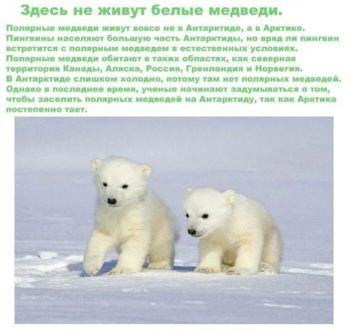 белый медведь обитание. обитает ли белый медведь. обитает ли белый медведь. обитает ли белый медведь. гдежевет белый медведь.