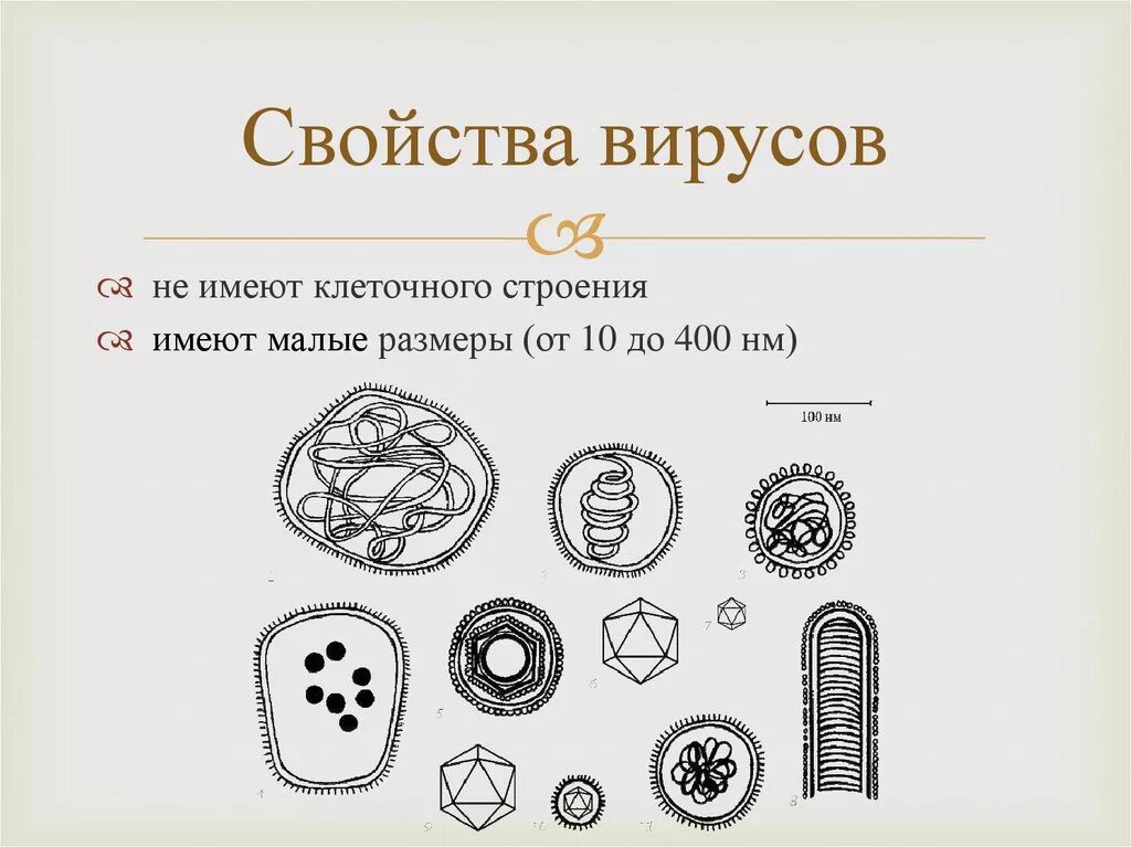 Каким основным свойством не обладают вирусы отсутствие. Биологические свойства вирусов. Свойства вирусов. Основные биологические свойства вирусов. Основные свойства вирусов.