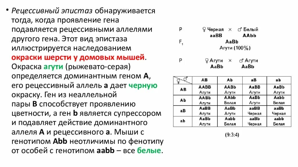 Рецессивный эпистаз у мышей. Задачи на доминантный эпистаз. Решение генетических задач на эпистаз. Эпистаз задачи по генетике. Генотип волнистых волос