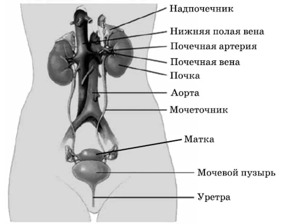 Вена артерия мочеточник. Строение выделительной системы анатомия. Мочевыделительная система мочевая система человека. Мочеполовая выделительная система. Мочевыделительная система почки мочеточники.