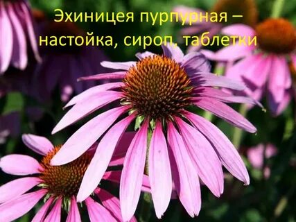 Эхинацея сортовая