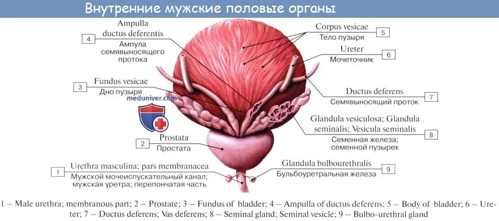 Семенные пузырьки простаты. Семенные пузырьки и предстательная железа. Перешеек предстательной железы анатомия. Мочевой пузырь предстательная железа анатомия. Предстательная железа на латинском анатомия.