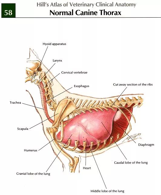 Строение пищевода и трахеи у собак. Диафрагма собаки анатомия. Наличие диафрагмы у млекопитающих