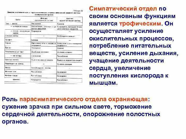 Действия симпатического и парасимпатического отделов. Влияние симпатического и парасимпатического отделов. Влияние на деятельность органов симпатический отдел. Симпатический отдел функции. Влияние симпатической и парасимпатической систем.