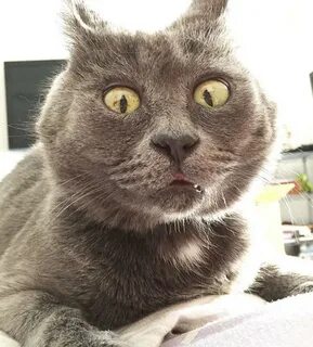 Кот с удивленным взглядом