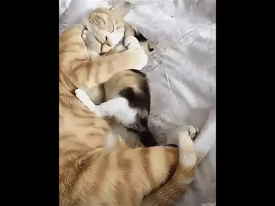 Песня с кем утром сладко сладко обнимашки. Любимому котику. Милые спящие котята. Нежности в постели. Объятия лежа.