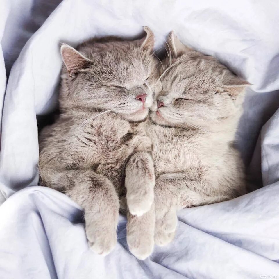 Обнимаю сладко. Котики обнимаются. котенок спит. кошечки спят в обнимку. котики спят вместе.