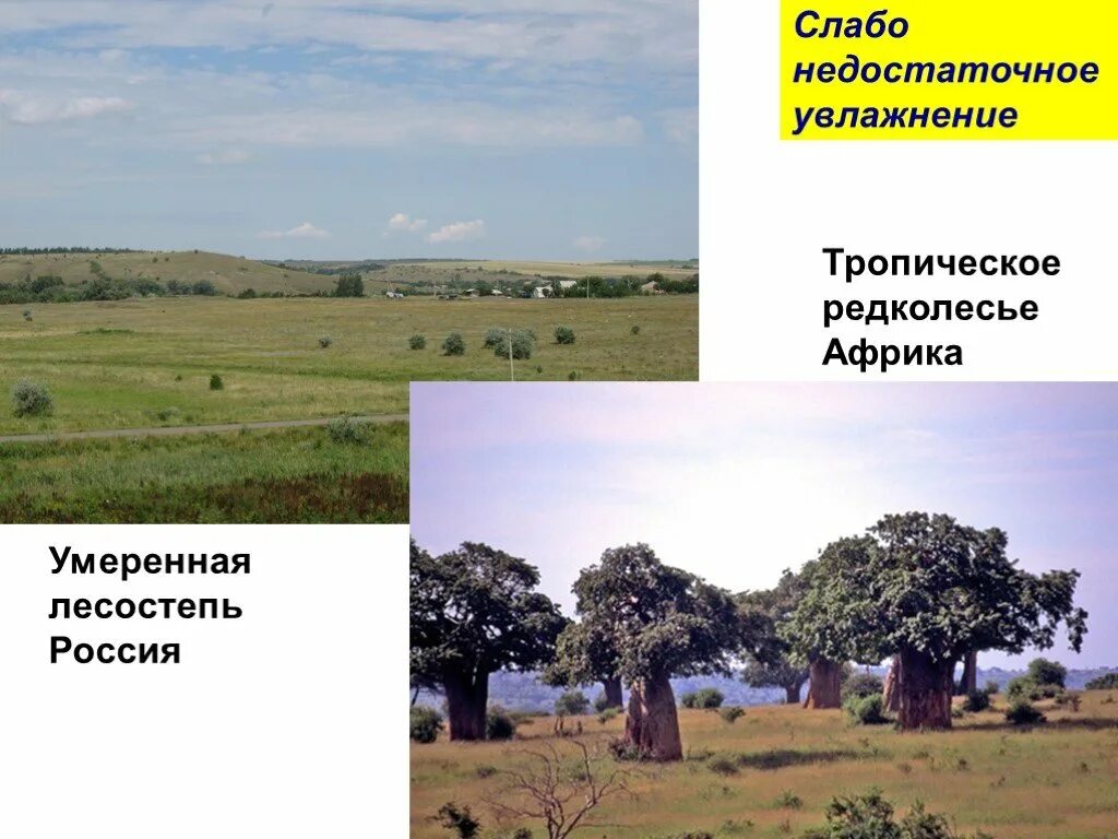 Растительный мир саванны и редколесья. Виды степных растений. Коэффициент увлажнения в степи. Коэффициент увлажнения. Недостаточно увлажнения.