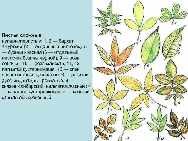 Картинки СЛОЖНЫЙ ТРОЙЧАТЫЙ ЛИСТ У ШИПОВНИКА ЯСЕНЯ КАШТАНА