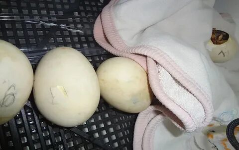 Сколько сидят гуси на яйцах до вылупления